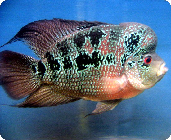 Flowerhorn - Red Dragon  1-2 inch